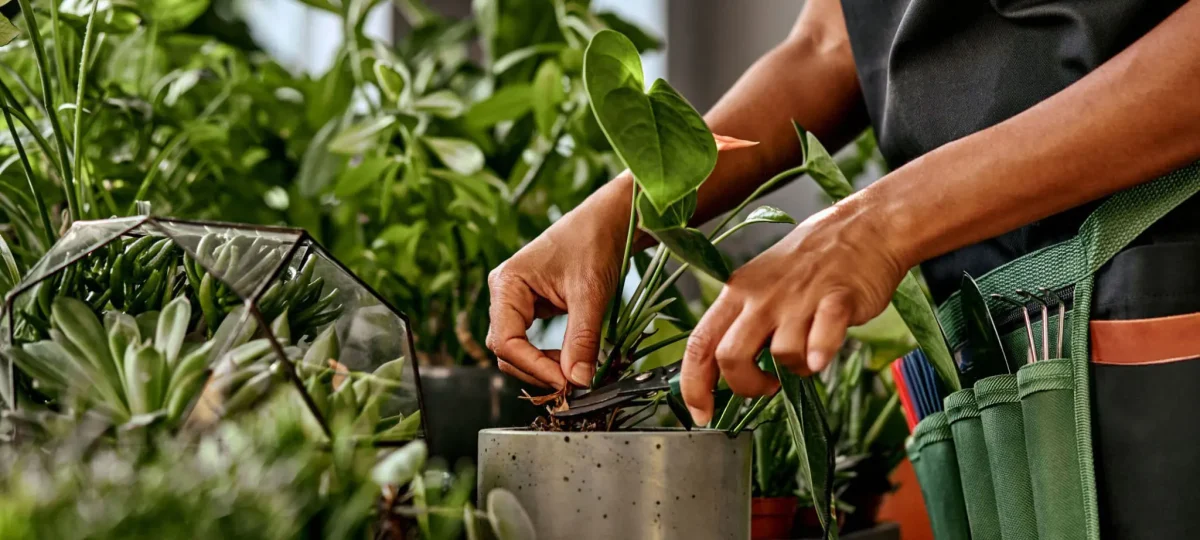 4 Houseplants That Help Your Air Conditioner Help You